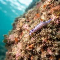 White-spotted Thuridilla