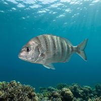 White Stumpnose