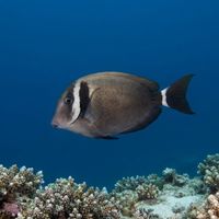 Whitebar Surgeonfish