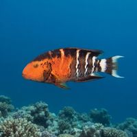 Whitebarred Wrasse
