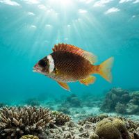 Whitecheek Monocle Bream