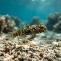 Whitespotted Frillgoby