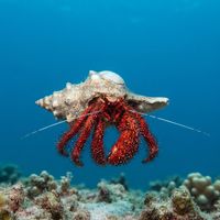 Whitespotted Hermit