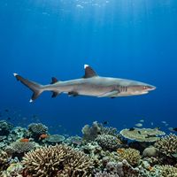 Whitetip reef shark with white-tipped dorsal and caudal fins resting on a sandy reef bottom among coral.