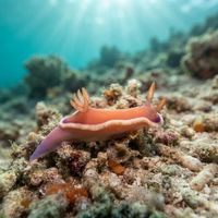 Wide-margined Rainbow Dorid