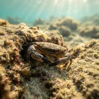 Jaguar Round Crab with a mottled brown and cream shell wedged into a rocky crevice underwater.