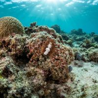Depressed Spider Crab