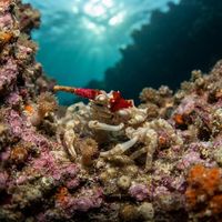Wire Coral Crab