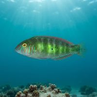 Green Razorfish