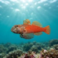 Yaldwyn's Triplefin