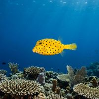 Yellow boxfish adult with olive-yellow body and faint spotted patterning swimming close to a coral reef.