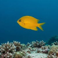 Yellow Chromis