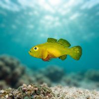 Yellow Pygmy-goby