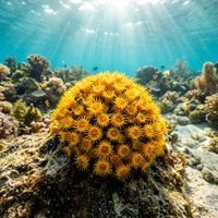 Yellow Zoanthid colony showing dense clusters of small bright yellow polyps with tentacle crowns on a rocky Mediterranean reef.