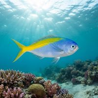 Yellowback Fusilier