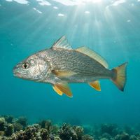 Yellowfin Croaker
