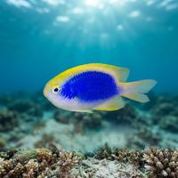 Yellowfin Damselfish