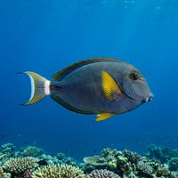 Yellowfin Surgeonfish
