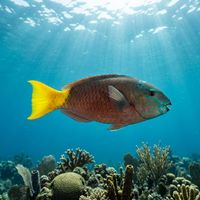 Yellowtail parrotfish with blue-green scales, pink-edged margins, and a bright yellow tail swimming over a shallow coral reef.