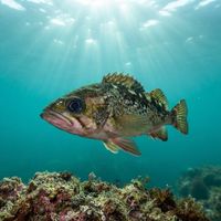 Yellowtail Rockfish