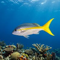 Yellowtail snapper with a vivid yellow midline stripe and forked yellow tail swimming over a coral reef.