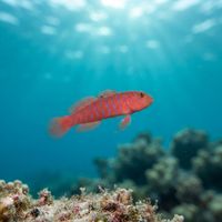 Zebra Goby