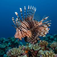 Zebra lionfish with bold dark and white vertical stripes and large fan-like pectoral fins resting near a coral reef crevice.