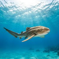 Adult zebra shark with pale brown body covered in dark spots resting on a sandy reef bottom.