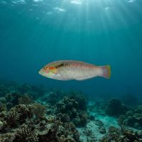 Zigzag Wrasse (Halichoeres scapularis) underwater
