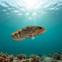 Eelpout